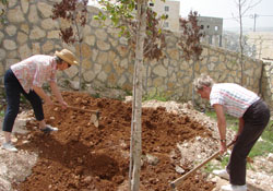 Baumpflanzen Dar-al Kalima